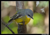 eastern yellow robin 2082