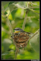 eastern yellow robin 3300