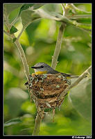 eastern yellow robin 3300intelli jpg