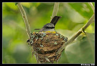 eastern yellow robin 3303