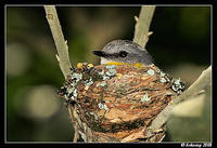 eastern yellow robin 3311