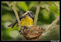 eastern yellow robin 3313