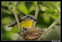 eastern yellow robin 3314