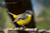 eastern yellow robin 691