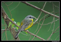 eastern yellow robin0134