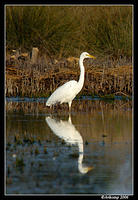 egret 4