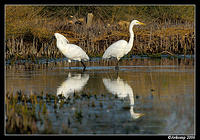 egret and spoonbill 6