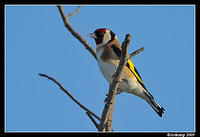 european goldfinch 4686