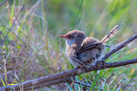 fairy wren 11220