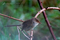 fairy wren 00018