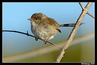 fairywren 3