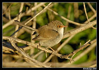 fairywren 4