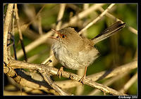 fairywren 5