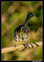 fairywren 6