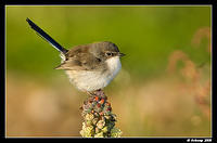 fairywren0017a