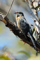 fan tailed cuckoo 4324