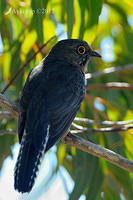 fan tailed cuckoo 4333