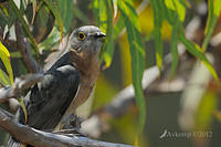 fan tailed cuckoo 4334