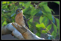 fantail cuckoo0381