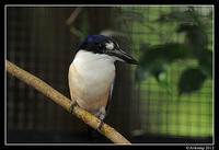 forest kingfisher1608