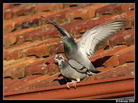 friendly pigeons 28