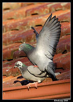 friendly pigeons 29