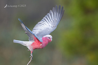 galah 12838