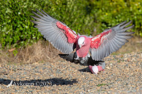 galah 10425