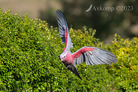 galah 10445