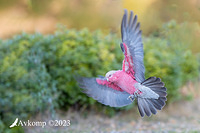 galah 10555