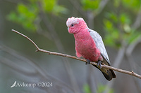 galah 10977