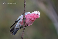 galah 11047