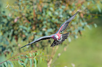 galah 11075