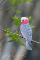 galah 11189