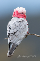 galah 11594