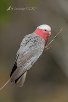 galah 12005