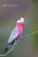 galah 12798