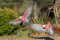 galah 13099