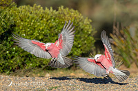 galah 13102