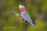 galah 13202