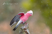 galah 13306