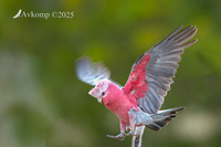 galah 13397