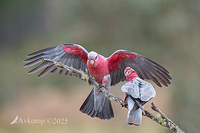 galah 13407