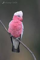 galah 3854