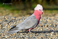 galah 3876