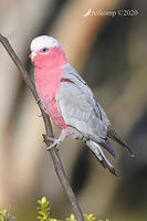 galah 3984