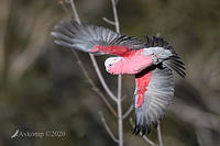 galah 4005