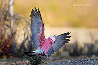 galah 4040