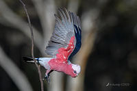 galah 4095