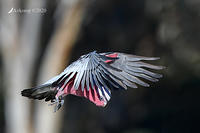 galah 4096